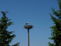 Nationalvogel
