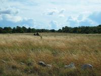 Saaremaa