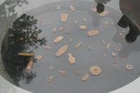 Schatz der Nehrung