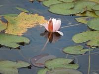 Seerose Trakai