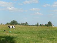 Storch trift Kuh