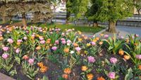 hier blühen noch die Tulpen