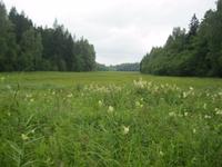 zugewachsener See