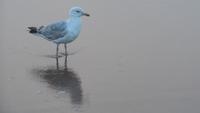 1 Scheveningen 