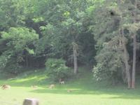 Grotte Han-sur Lesse-Fahrt mit der Bahn zum Eingang