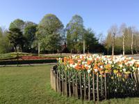 blühende Tulpen überall