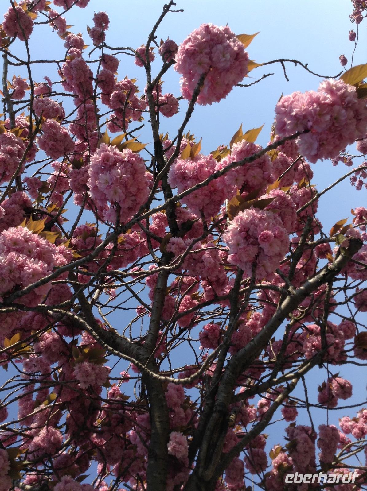 herrliche Kirschblüte