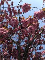 herrliche Kirschblüte