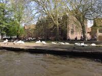 die heiligen Schwäne der Stadt