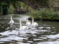 Brügge, Wappentiere - Schwäne