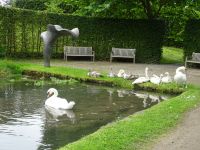 Schwanenfamilie im Garten von Annevois