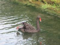 Gärten von Annevoie