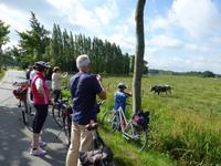 Die berühmten Blauen Belgier 