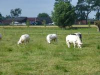 Die berühmten Blauen Belgier 