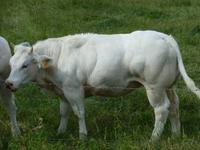 Die berühmten Blauen Belgier 