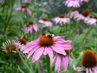 Idyllische Natur Flanderns