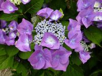 Idyllische Natur Flanderns