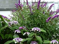 Idyllische Natur Flanderns