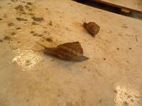 Schneckenfarm bei Warnant