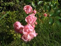 Garten von Annevoie