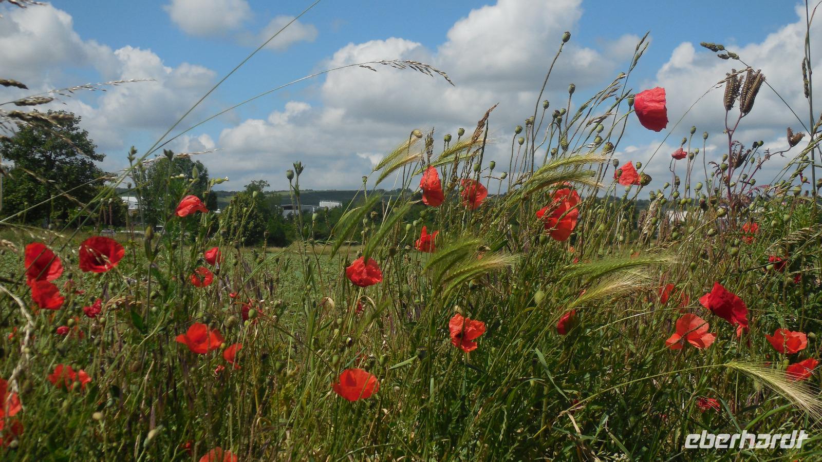 Heimreise (2)