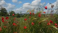 Heimreise (2)