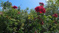 Heimreise (3)