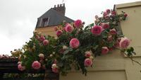 Honfleur (12)