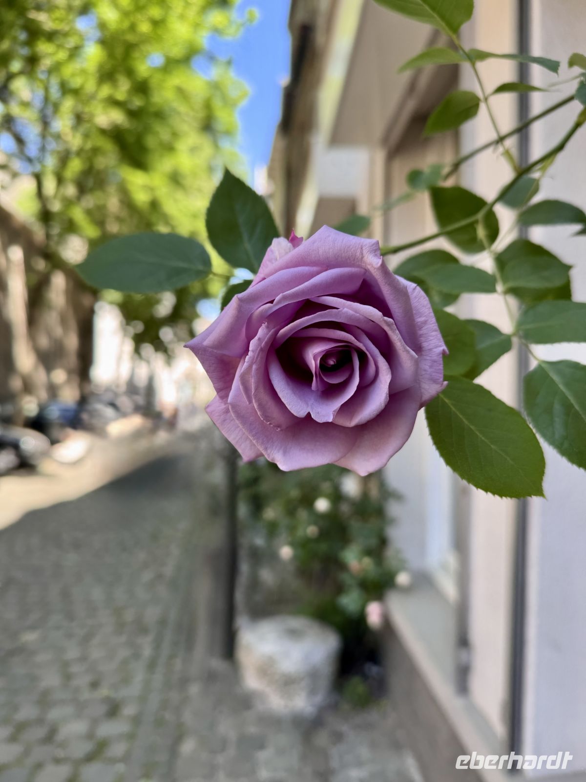 Tag 7 - Maastricht 