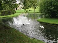 ein Schwanenpaar