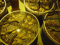 Oostende, Austernzucht