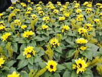 Amsterdam, Museumplein