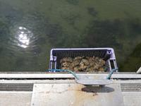 Ostende, Austernfarm „De Oesterput“