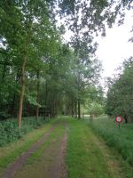 Waldpfad im Tillegembos, Brügge, Belgien