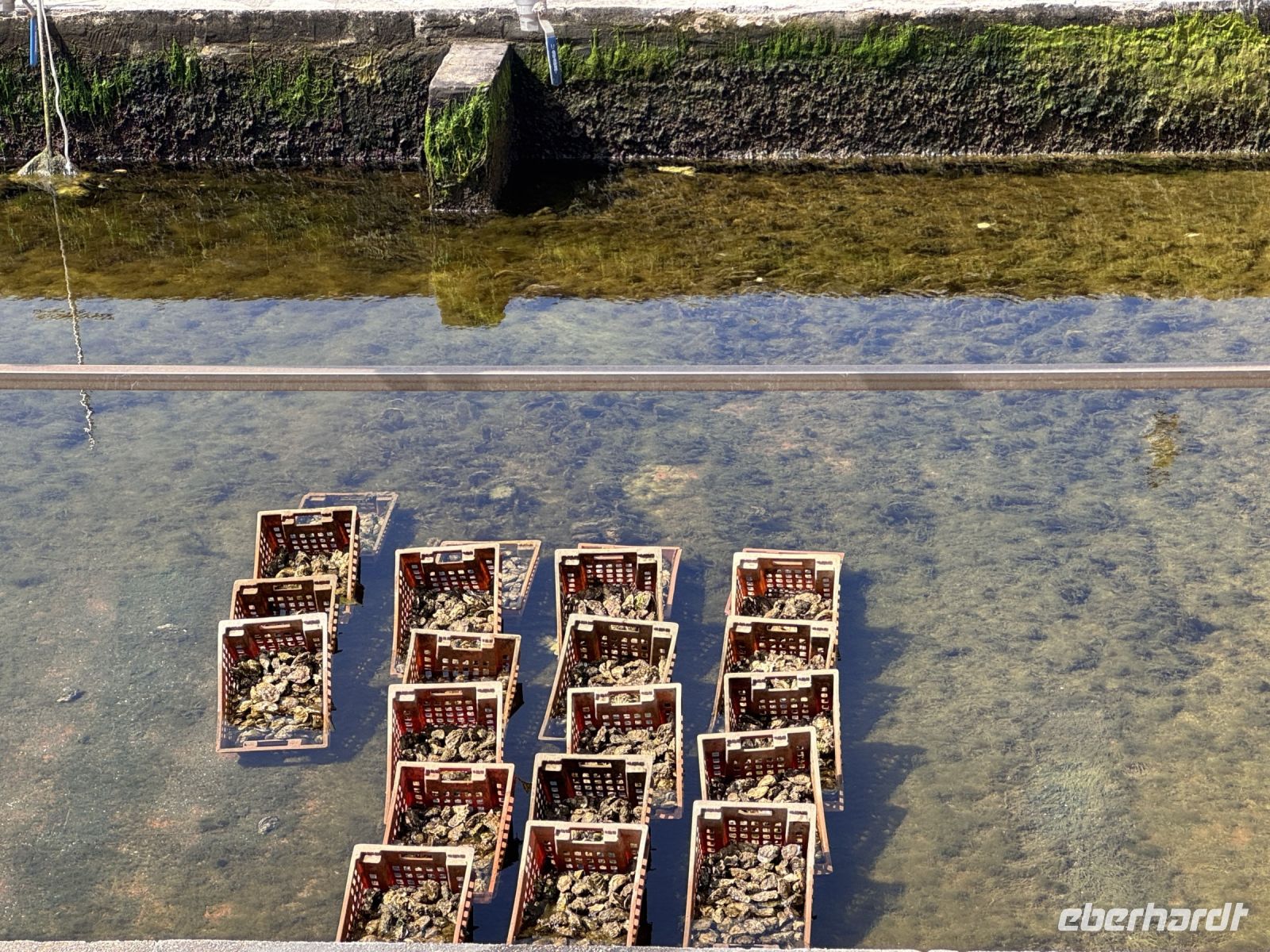 Tag 5 - Austernzucht in Yerseke