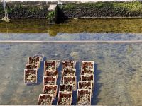 Tag 5 - Austernzucht in Yerseke