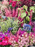 Tag 2 - Blumenpracht in Amsterdam 