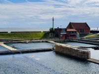 Tag 5 - Austernzuchtbecken in Yerseke