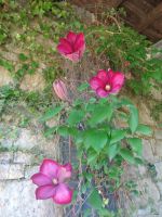 Clematis im Parc des Topiaires, Durbuy, Belgien &ndash; &copy; Saskia Pinnow (Eberhardt TRAVEL)