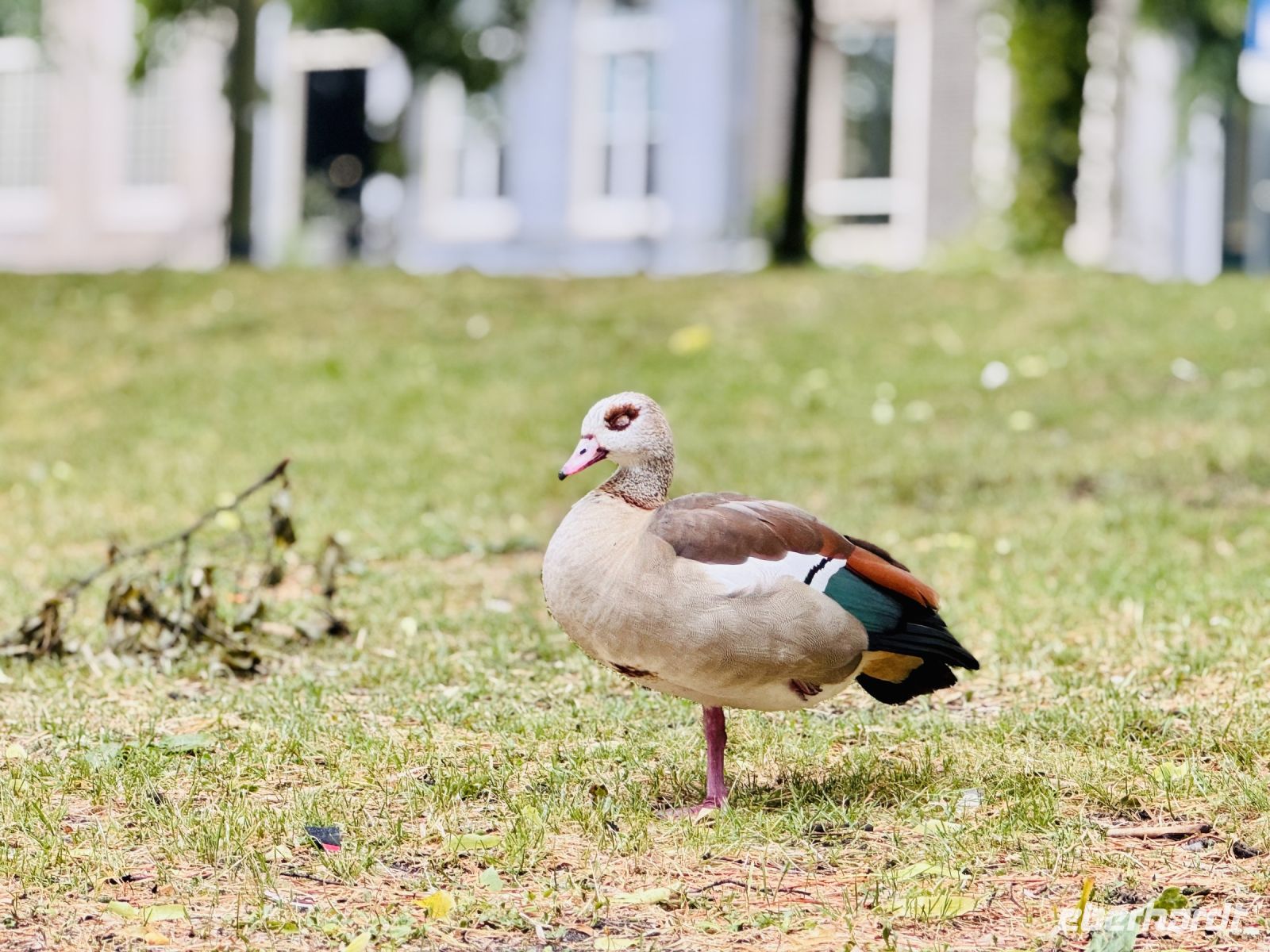 Tag 4 - Nilgans