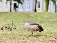 Tag 4 - Nilgans