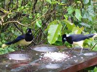 Refugio de los Volcanes in Amboro Nationalpark in Bolivien (12)