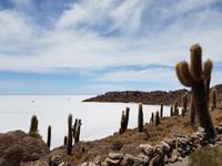 Insel Incahuasi auf dem Salzsee in Uyuni (1)
