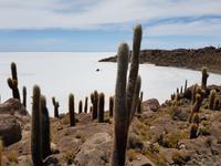 Insel Incahuasi auf dem Salzsee in Uyuni (2)