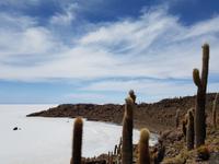 Insel Incahuasi auf dem Salzsee in Uyuni (3)