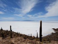 Insel Incahuasi auf dem Salzsee in Uyuni (5)