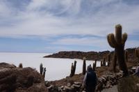 Insel Incahuasi auf dem Salzsee in Uyuni (7)