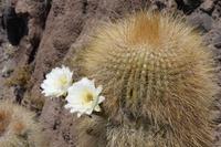 Insel Incahuasi auf dem Salzsee in Uyuni (9)