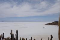 Insel Incahuasi auf dem Salzsee in Uyuni (10)