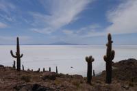 Wanderung auf der Insel Incahuasi auf dem Salzsee in Uyuni in Bolivien (7)